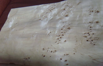 ポプラの自然な節玉によってスライスされる切口の木製のベニヤ シート、ニレの節玉のベニヤ