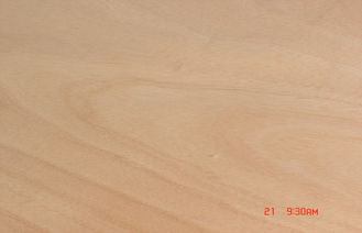 Chipboard、0.2 mm -厚さ 0.6 mm ののための切口の Okoume の黄色い回転式ベニヤ